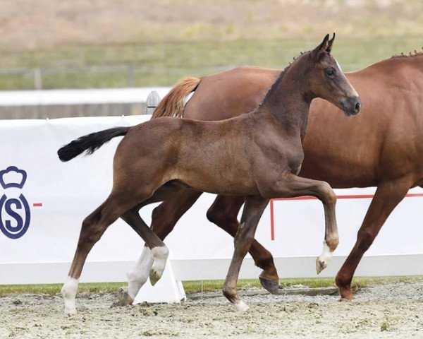 Pferd Standing Ovation (Oldenburger, 2022, von San Amour I)