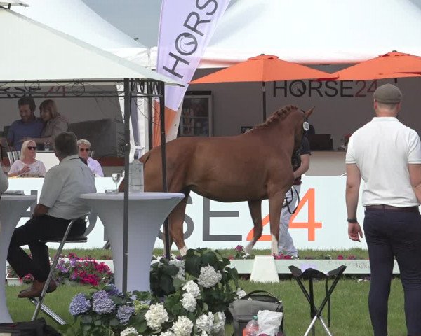Horse24 Deutsches Fohlenchampionat 2023