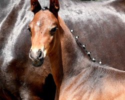 horse Salomo (Westphalian, 2021, from Sandro Hit)