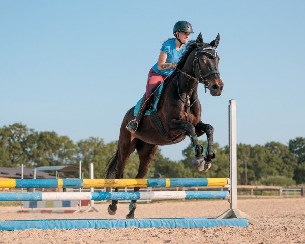 horse Kleene (Rhinelander, 2006, from Royal Angel)