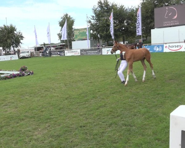 Horse24 Deutsches Fohlenchampionat 2023