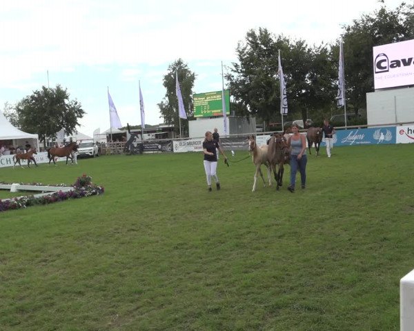 Horse24 Deutsches Fohlenchampionat 2023