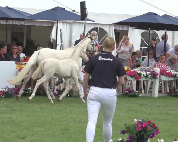 Horse24 Deutsches Fohlenchampionat 2023