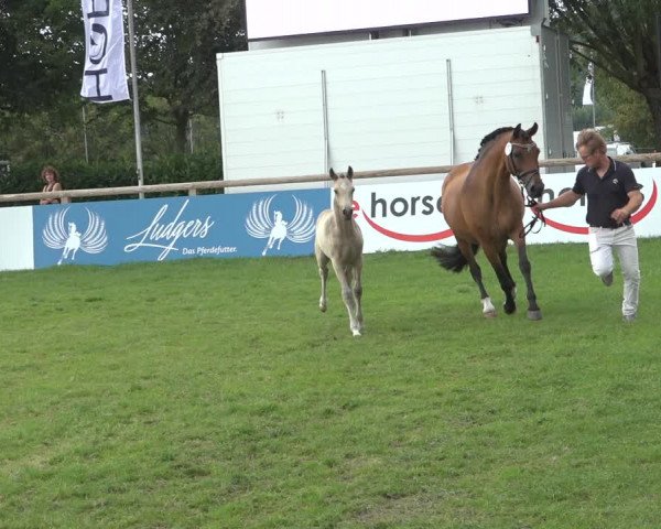 Horse24 Deutsches Fohlenchampionat 2023