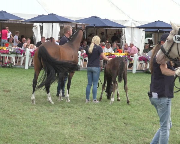 Horse24 Deutsches Fohlenchampionat 2023
