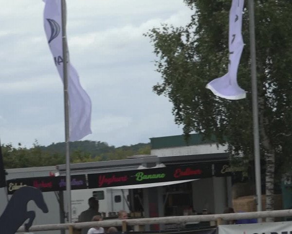 Horse24 Deutsches Fohlenchampionat 2023