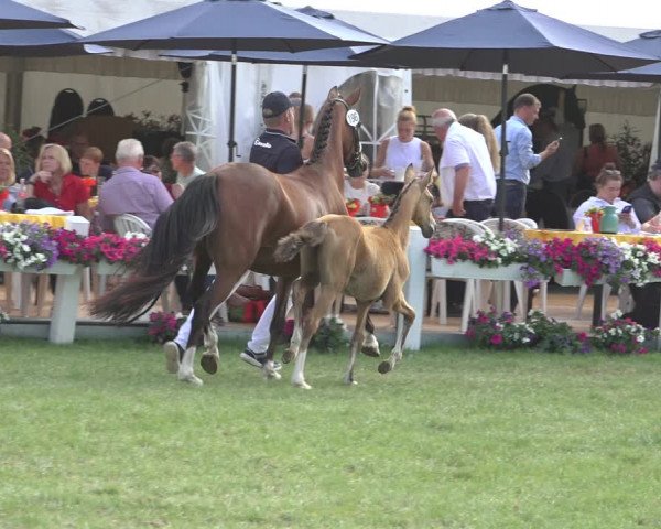 Horse24 Deutsches Fohlenchampionat 2023