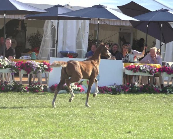 Horse24 Deutsches Fohlenchampionat 2023