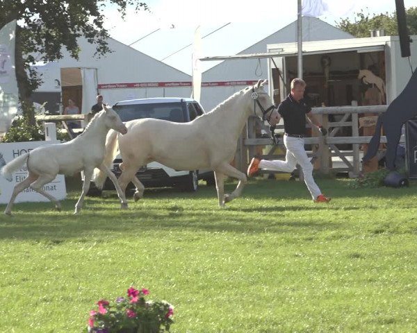 Horse24 Deutsches Fohlenchampionat 2023