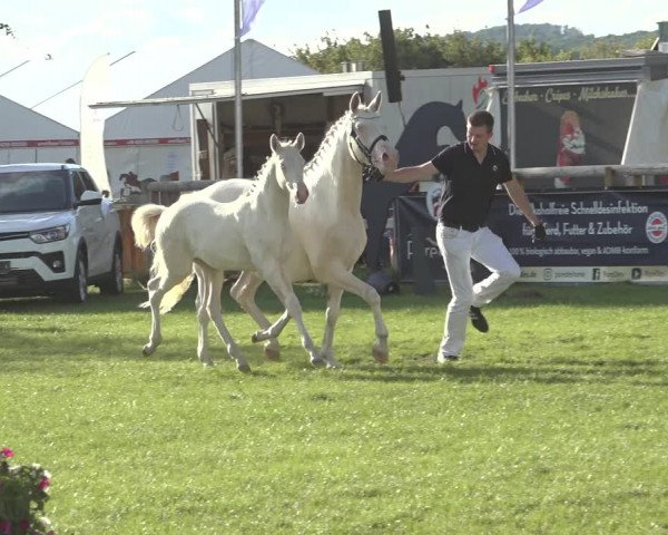 Horse24 Deutsches Fohlenchampionat 2023