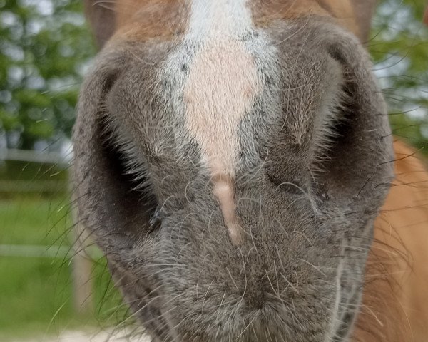 horse Ella B (German Riding Pony, 2023, from Rocco)