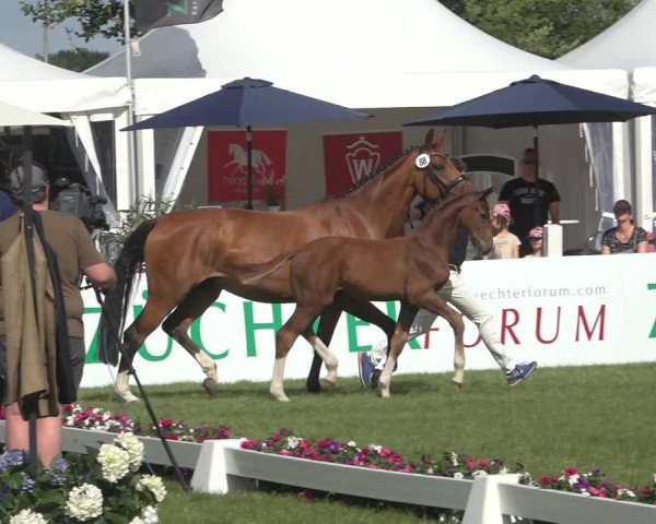 Horse24 Deutsches Fohlenchampionat 2023