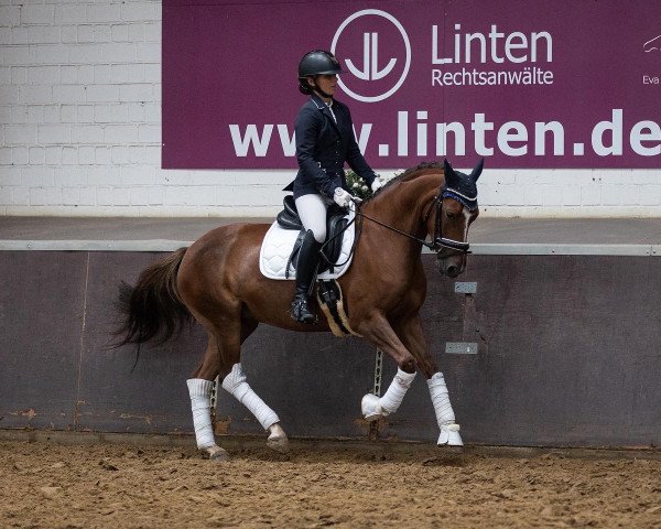 Dressurpferd Perfekt Pocahontas (Deutsches Reitpony, 2017, von Coelenhage's Purple Rain)