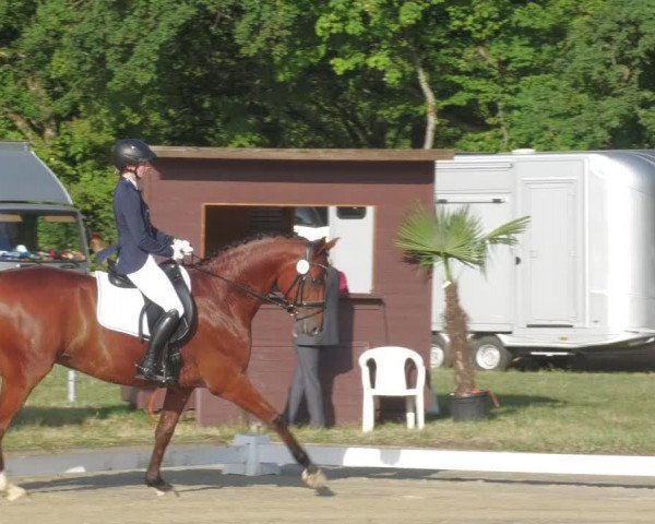 Reitturnier Heiligenwald 2023