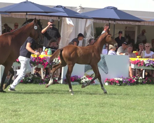 Horse24 Deutsches Fohlenchampionat 2023