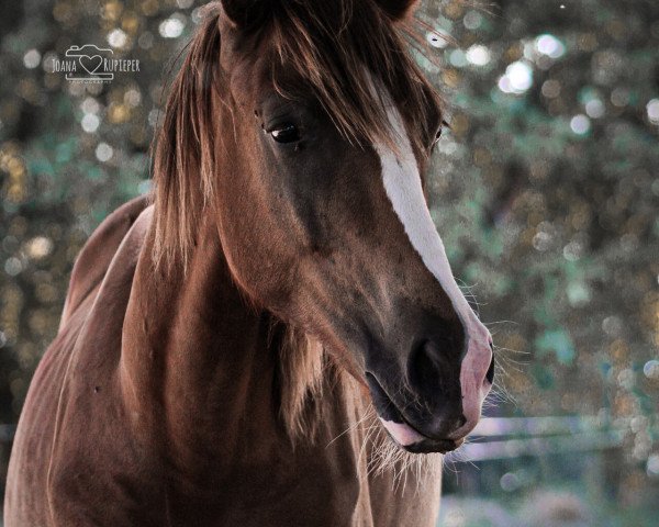 horse I believe in you (Oldenburg, 2021, from Iron)