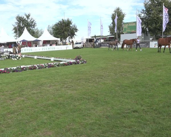 Horse24 Deutsches Fohlenchampionat 2023