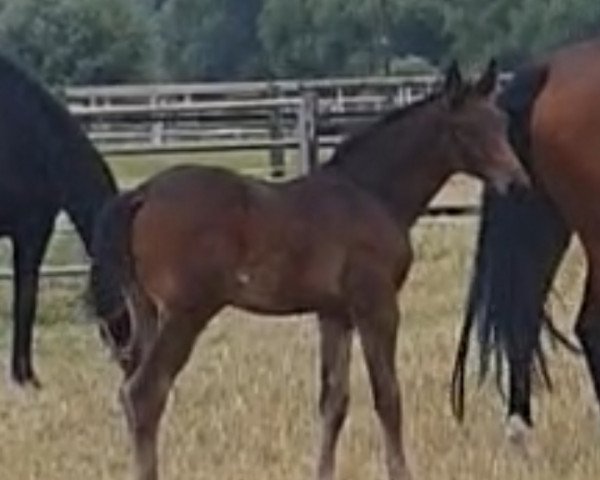 horse Eshebo (Westphalian, 2023, from Escanto PS OLD)