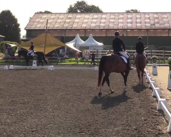 Reitturnier Kleinsolt 2023