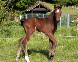 horse Hidalgo Boy (Westphalian, 2023, from Highland White)