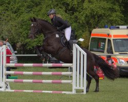 jumper Zisco 14 (sonstiges Warmblut, 2004)