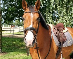 Springpferd Askoli 3 (Deutsches Sportpferd, 2019, von Askari)