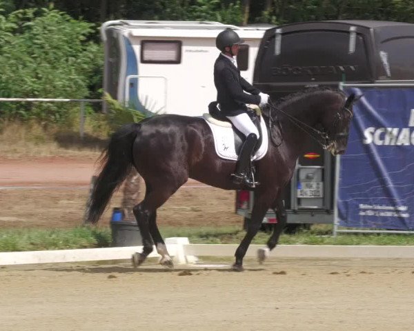 Reitturnier Heiligenwald 2023
