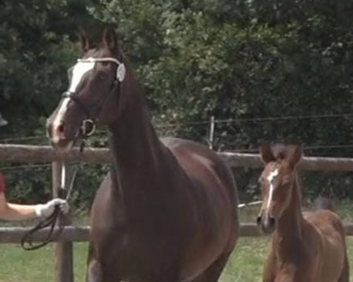 broodmare Arcadia 11 (Holsteiner, 2005, from Askari)