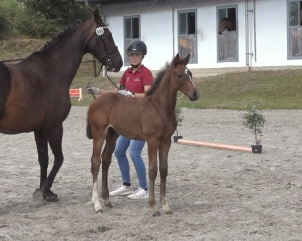horse Hengst von Update / Askari (Holsteiner, 2023, from Update 13)