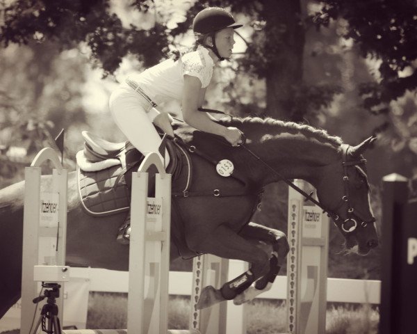 jumper Der Kleine Prinz 23 (German Riding Pony, 2003, from Mac Geyver)
