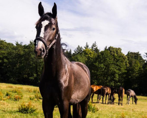 horse Hickstead’s Daily Pleasure (Westphalian, 2022, from HICKSTEAD WHITE)