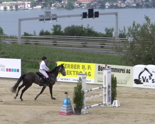 Reitturnier Wädenswil 2023