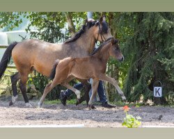 Pferd GS Finesse (Deutsches Reitpony, 2023, von Cosmopolitan NRW)