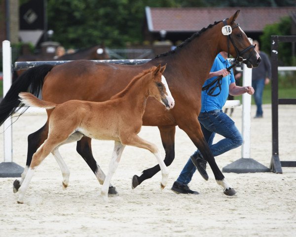 horse Stute von Ogano Sitte / Balou du Rouet (Westphalian, 2023, from Ogano Sitte)