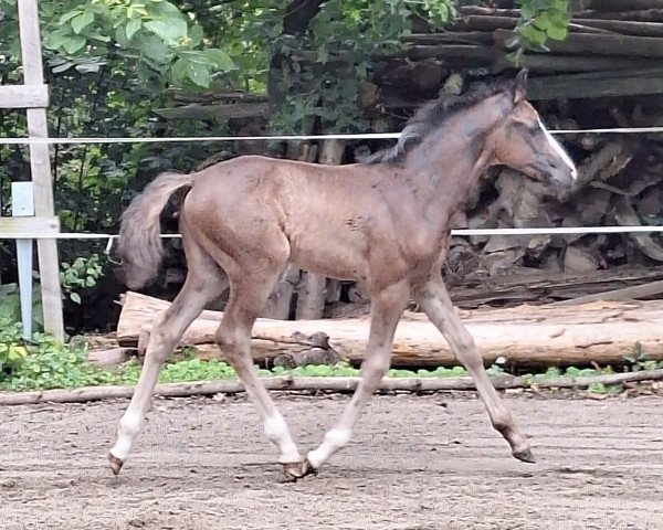 Zuchtstute Princess la Bonita (Deutsches Reitpferd, 2023, von For Planet)