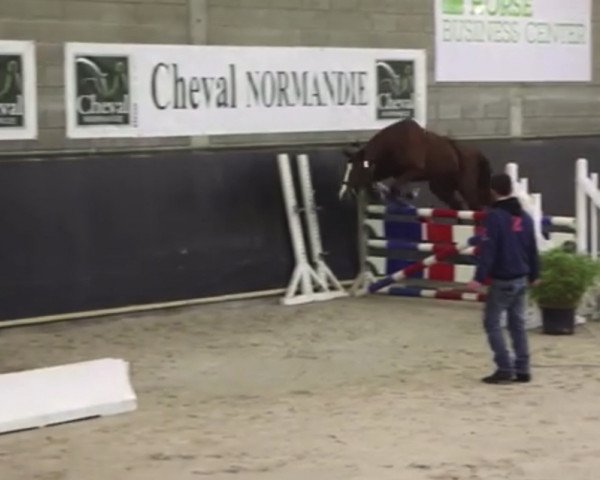 Springpferd Brita de Groom (Selle Français, 2011, von Ready Boy des Forets)