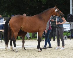 Zuchtstute Chakaluka (Westfale, 2018, von Comme il Faut)