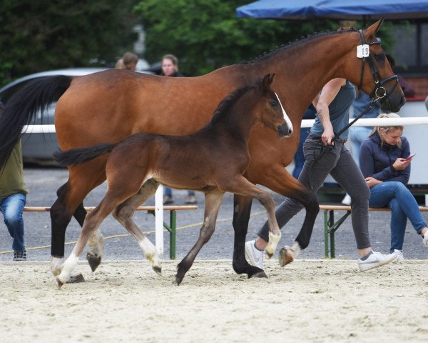 Pferd Hengst von Forlee / Comme il faut NRW (Westfale, 2023, von Forlee)