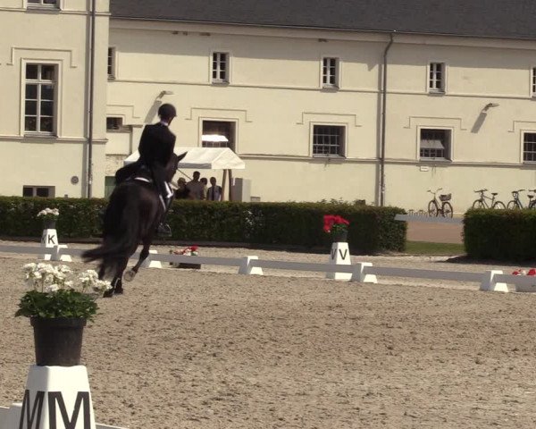 Reitturnier Neustadt/Dosse 2023