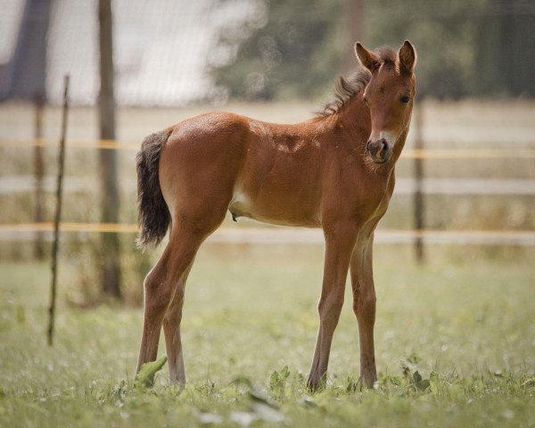 Pferd Cosma Rose (Deutsches Reitpony, 2023, von Cassini)