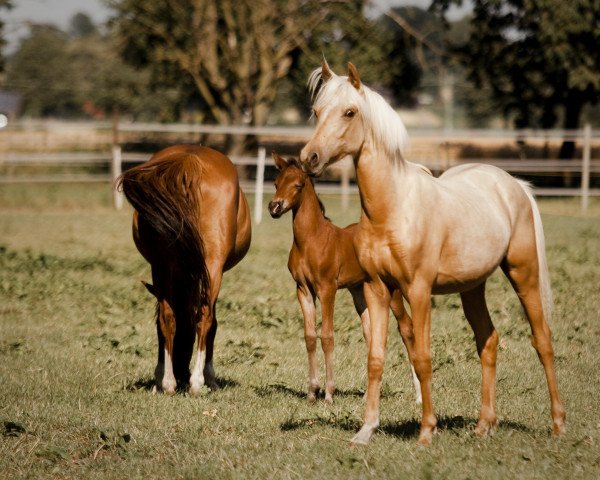 Pferd Calido (Deutsches Reitpony, 2022, von Cassini)