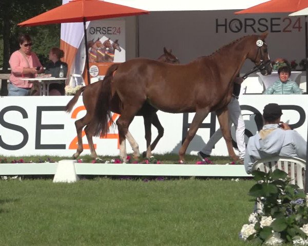 Horse24 Deutsches Fohlenchampionat 2023