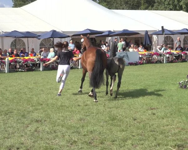 Horse24 Deutsches Fohlenchampionat 2023