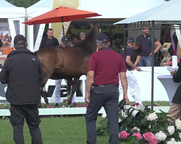 Horse24 Deutsches Fohlenchampionat 2023