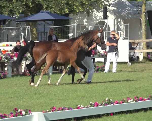 Horse24 Deutsches Fohlenchampionat 2023