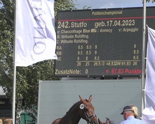Horse24 Deutsches Fohlenchampionat 2023