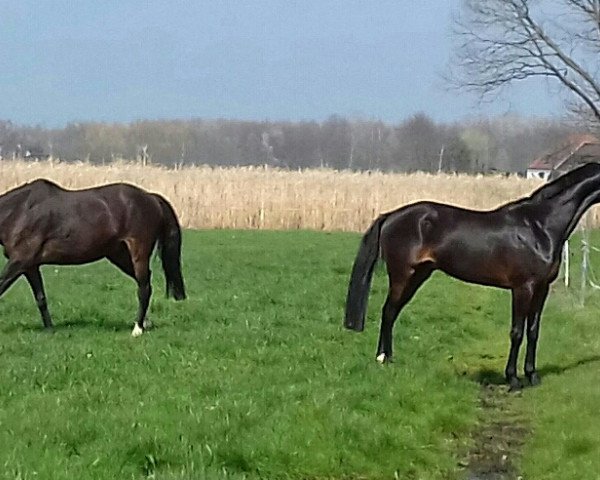 eventing horse Rolling Billions (Westphalian, 2016, from Rocky Lee)