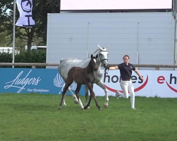 Horse24 Deutsches Fohlenchampionat 2023