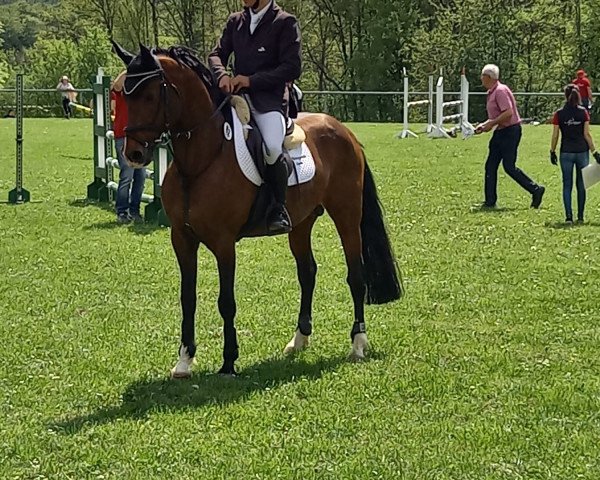stallion Gründleinshofs President (German Riding Pony, 2013, from Payman 8)
