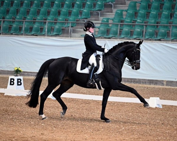 dressage horse Salome 316 (Württemberger, 2011, from Sir Donnerhall I)
